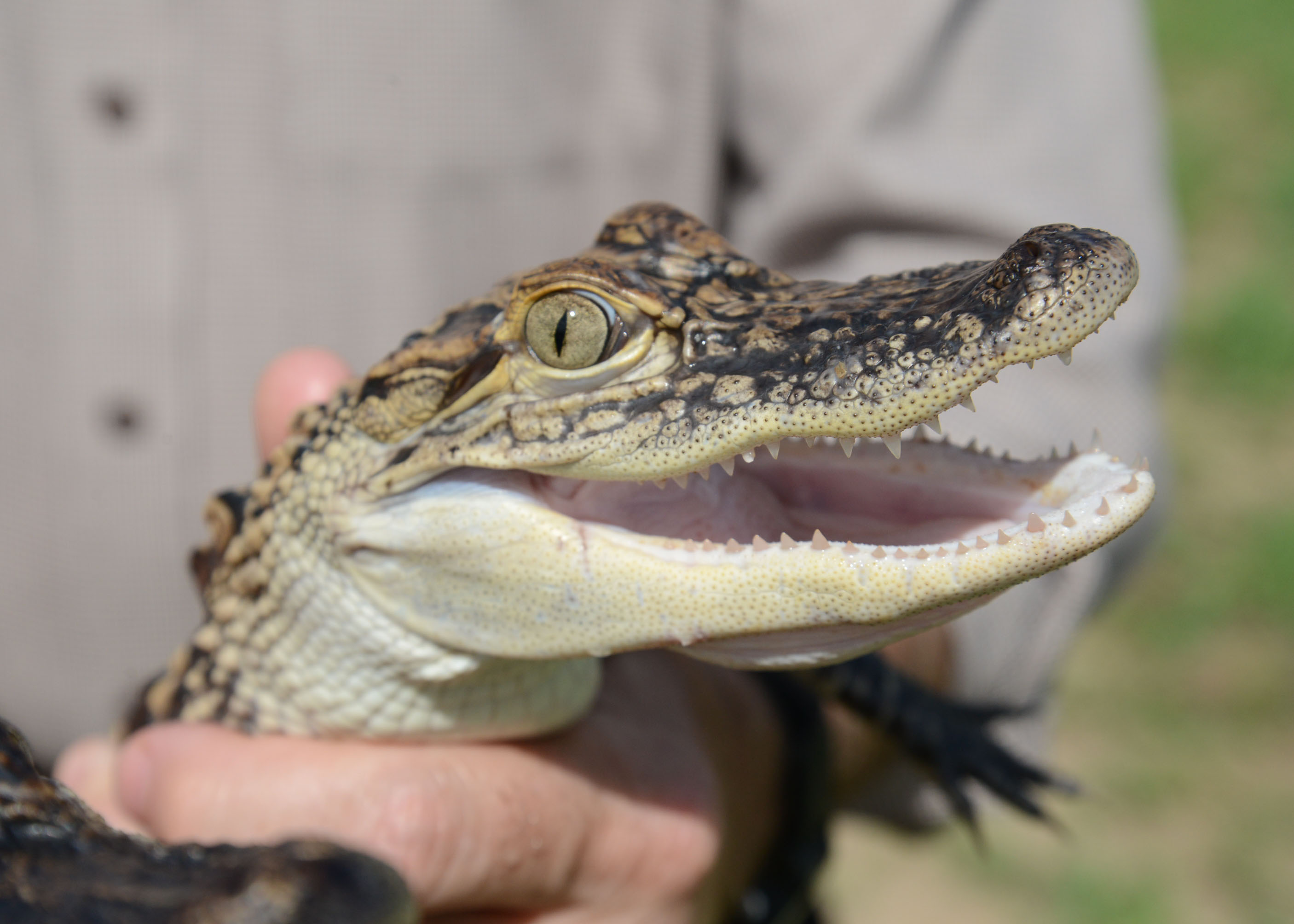 Alligator Byproducts: A Reservoir of Hyaluronic Acid for Biomedical and Cosmetic Applications